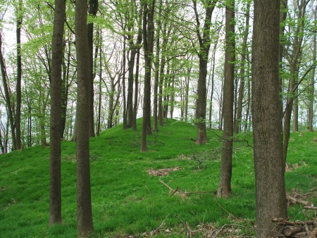 Panenská zeleň
